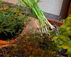 Ferri loves gardening and often shares photographs of harvested products from her backyard garden.